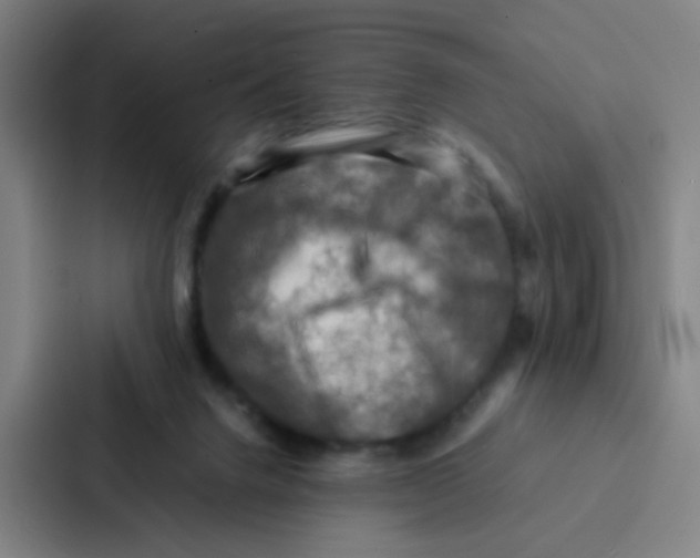 X0000086940072200705141810