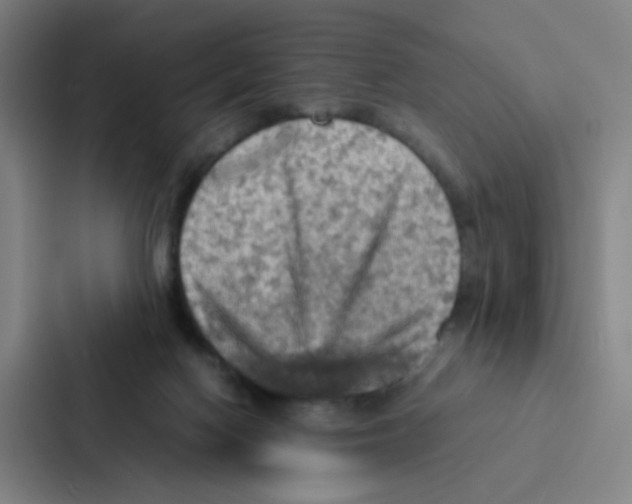 X0000086940074200705141810