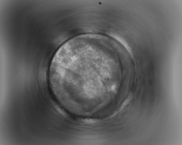X0000086940105200705141810