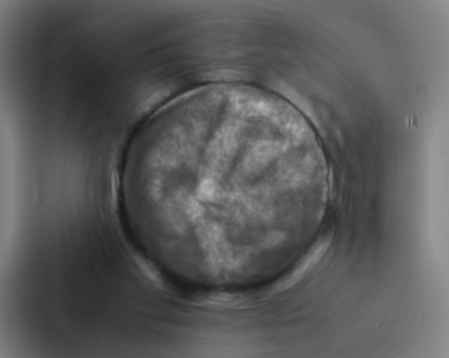X0000086940109200705141810