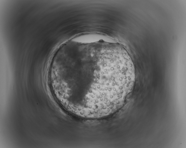 X0000086940145200705141809