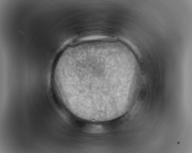 X0000086940159200705141809