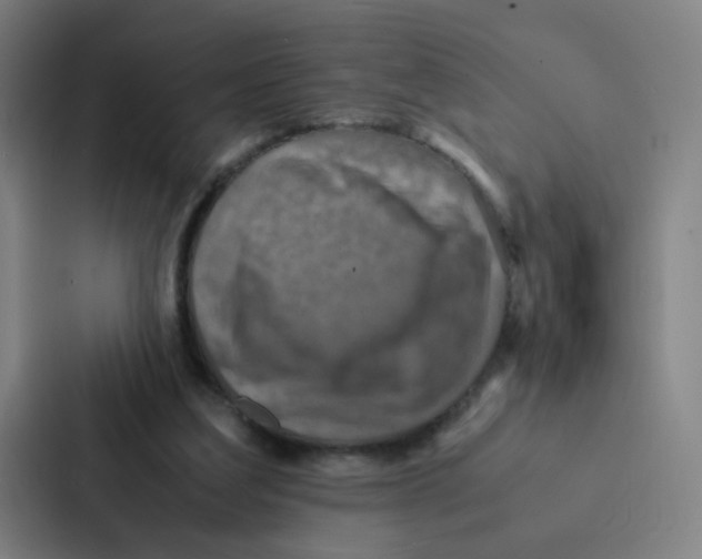 X0000086940203200705141809