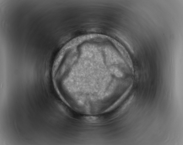 X0000086940265200705141808