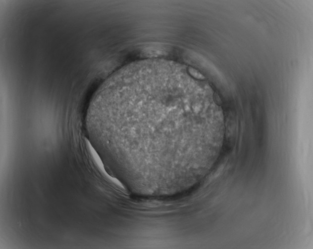 X0000086940315200705141807