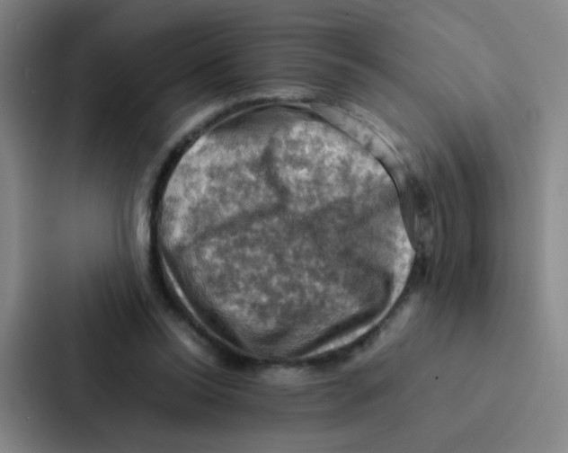 X0000086940350200705141806