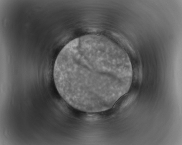 X0000086940376200705141807