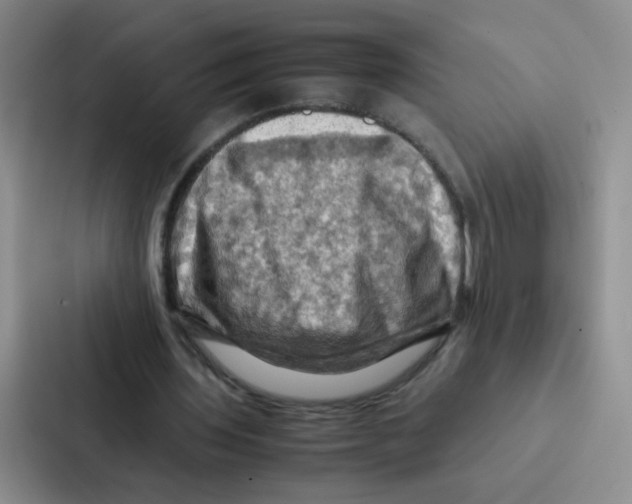 X0000086940435200705141805