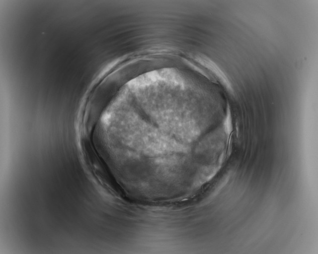 X0000086940436200705141805