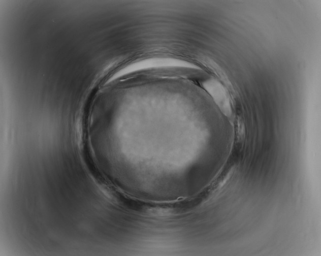 X0000086940444200705141805