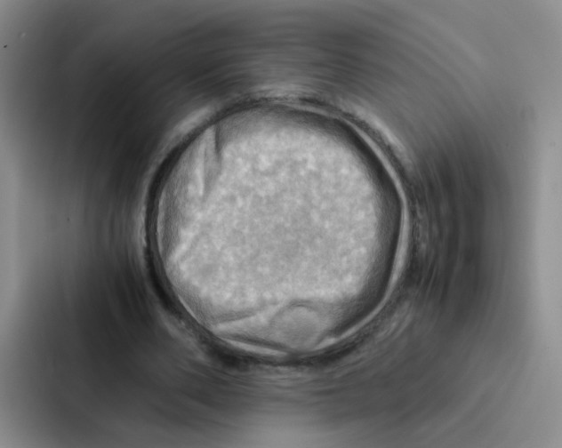 X0000086940486200705141805