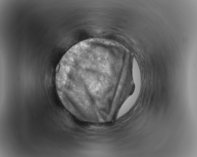 X0000086940515200705141805