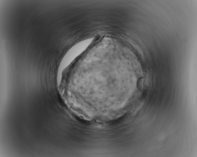 X0000086940569200705141804