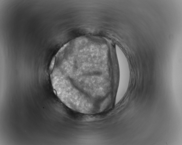 X0000086940613200705141803