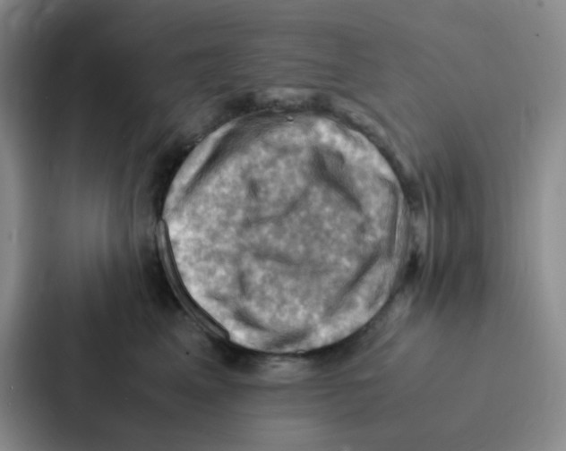X0000086940617200705141803