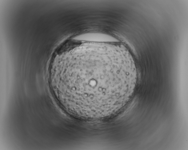 X0000086940721200705141801