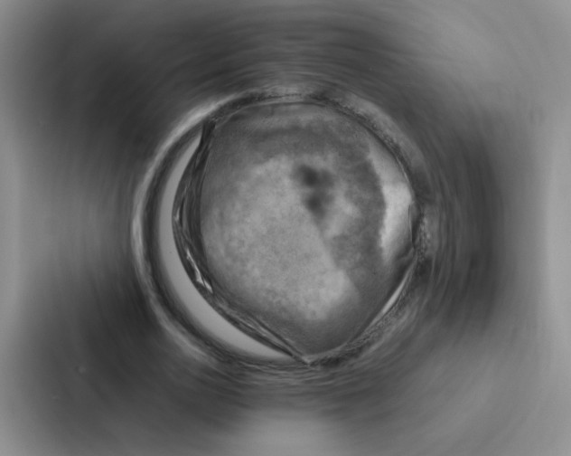 X0000086940726200705141801