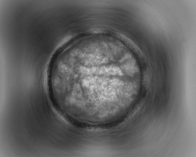 X0000086940730200705141801