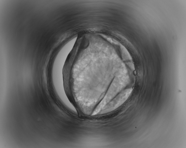 X0000086940734200705141802