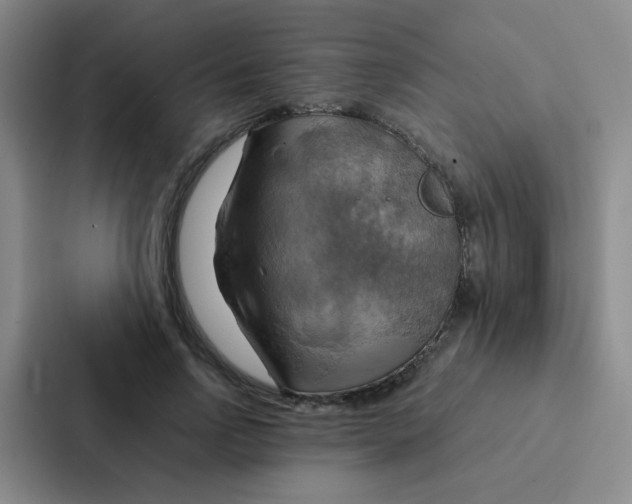 X0000086940742200705141802