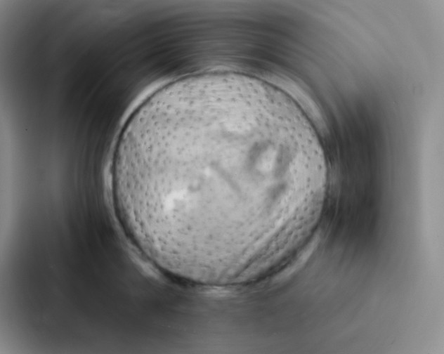 X0000086940814200705141801