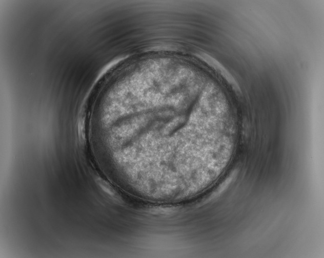 X0000086940830200705141800