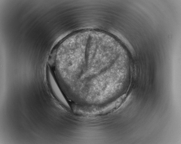 X0000086940834200705141800