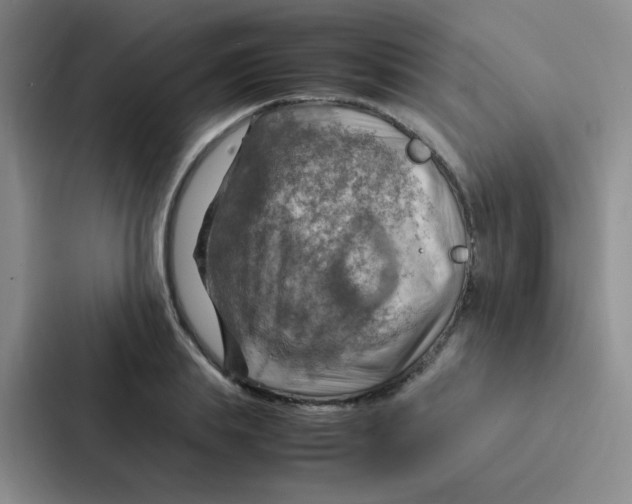 X0000086940839200705141800