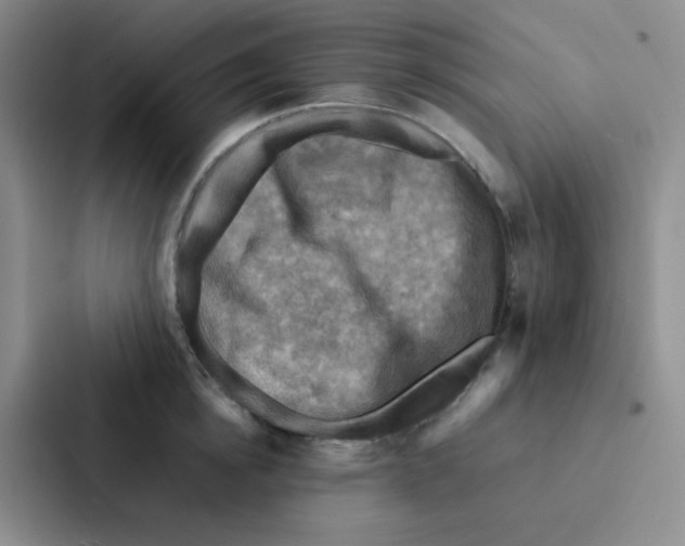 X0000086940854200705141801