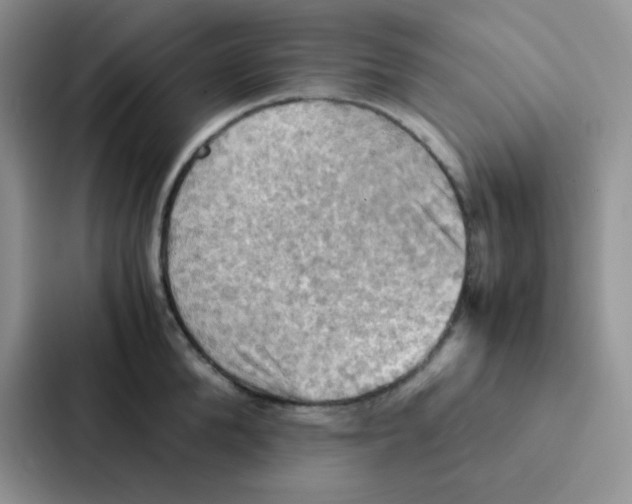 X0000086940904200705141800