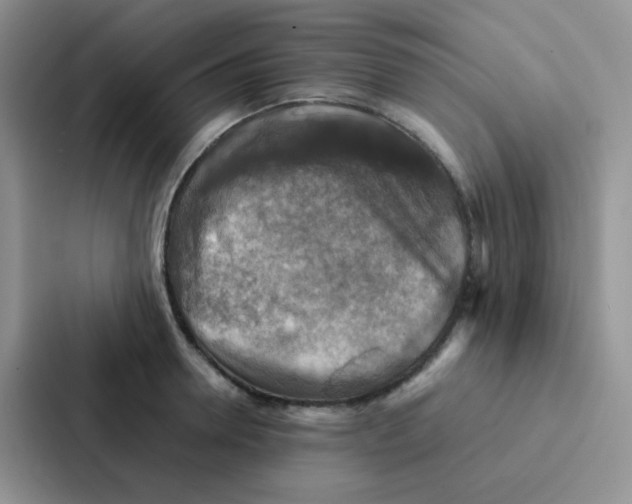 X0000086940946200705141759