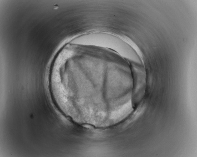 X0000086941005200705141758