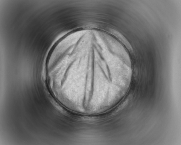 X0000086941036200705141758