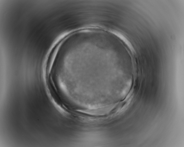 X0000086941054200705141758