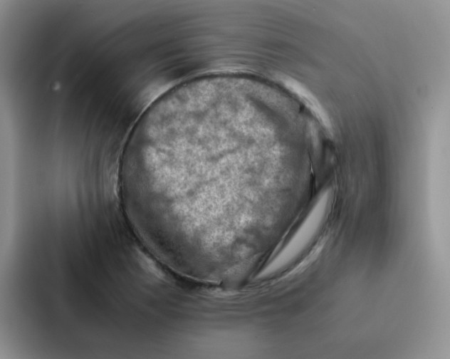 X0000086941177200705141756