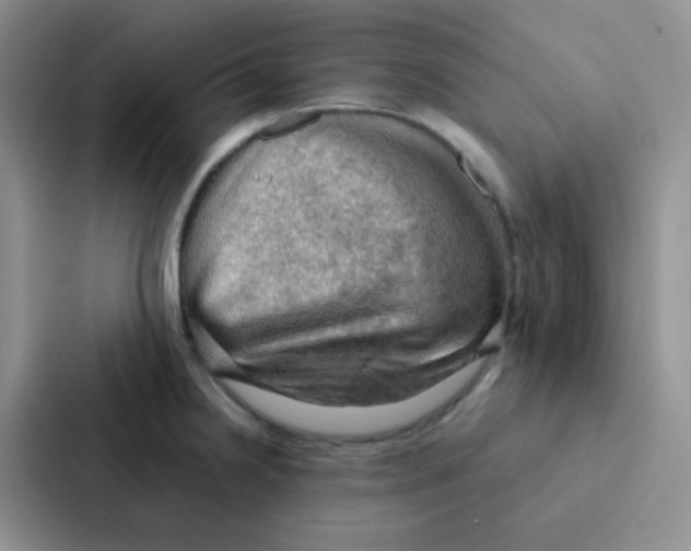 X0000086941238200705141756