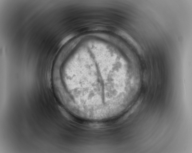 X0000086941321200705141754