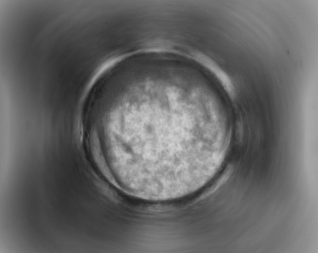 X0000086941368200705141754