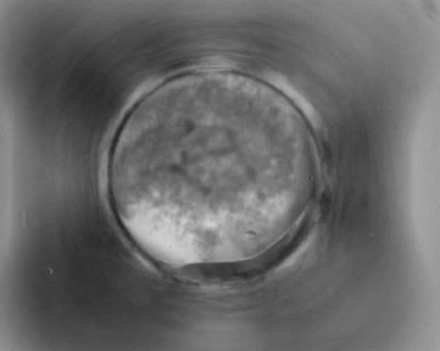 X0000086941477200705141752