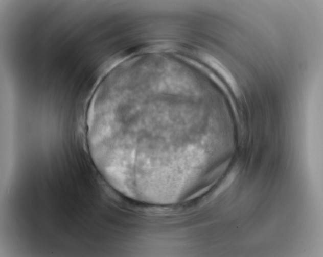 X0000086941481200705141752