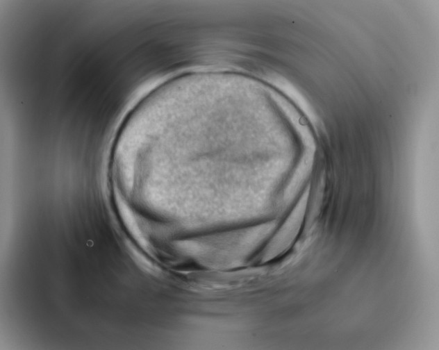 X0000086941485200705141752