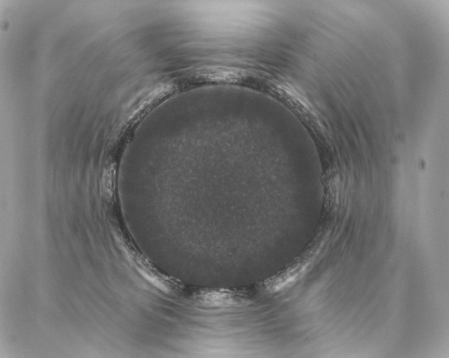 X0000086950325200704161500