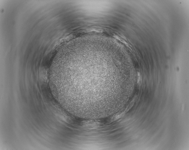 X0000086950331200704161500
