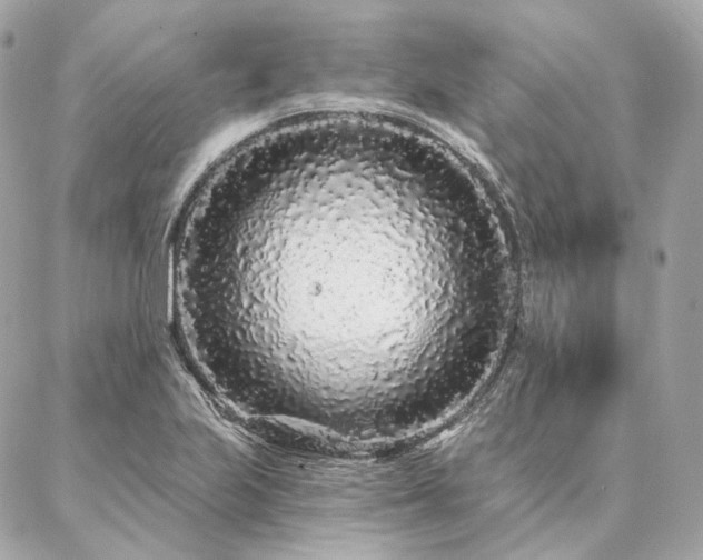 X0000086951223200704161445