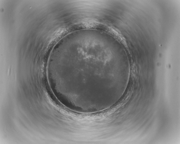 X0000086950018200704231437