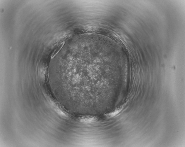 X0000086950235200704231433