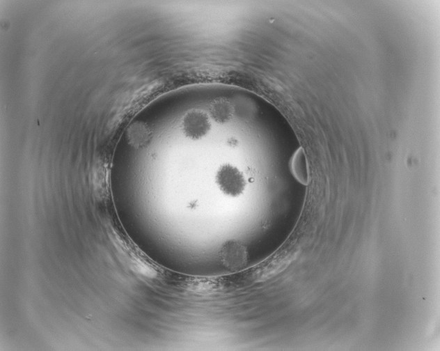 X0000086950624200704231427