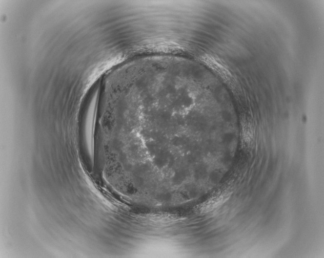 X0000086950630200704231426