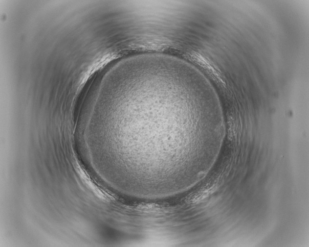 X0000086950634200704231426