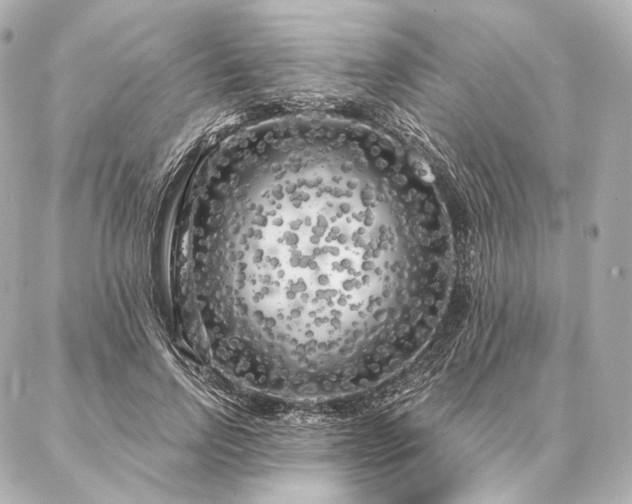 X0000086950742200704231425